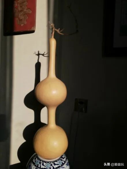 一把葫芦卖到上千上万，连种子都“千金难求”