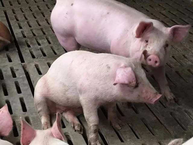 猪是怎么感染蓝耳病的,猪喘气大是蓝耳病吗