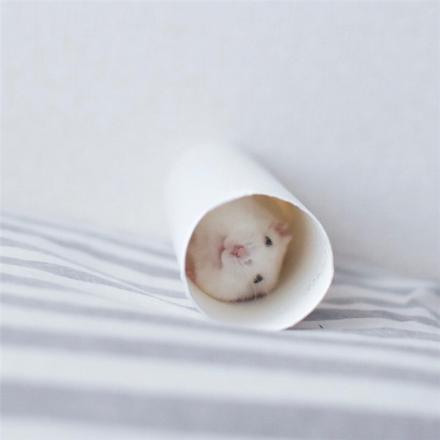 仓鼠躺着吃美食，吃完后鼠鼠笑容满面，饲主却心很累