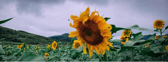 花生和核桃生长过程,核桃样子的坚果