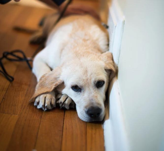 狗狗睡觉的最佳方法,狗狗睡觉姿势大揭秘