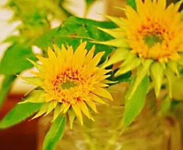 向日葵种子什么品种最好,向日葵哪种是可食用品种