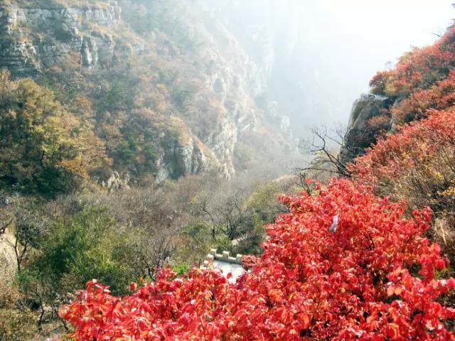 大连枫叶最佳观赏时间,大连枫叶红视频