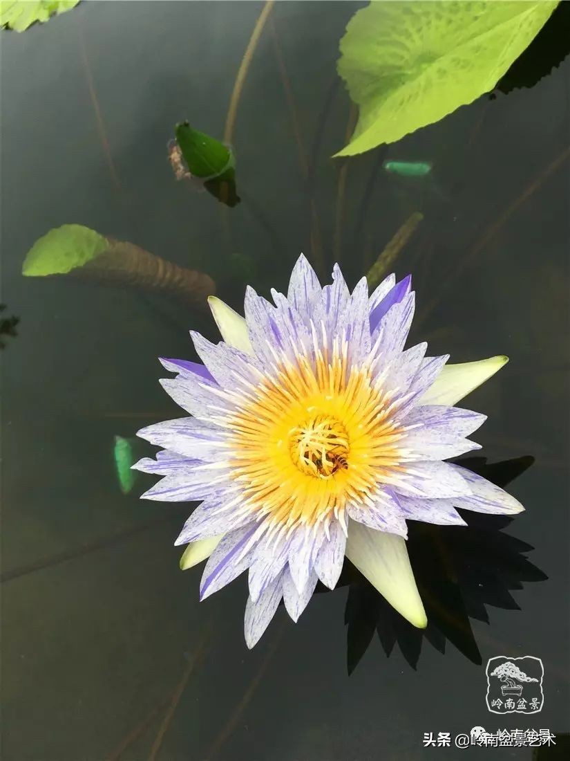 番禺莲花山有什么,莲花山上哪座莲花最多