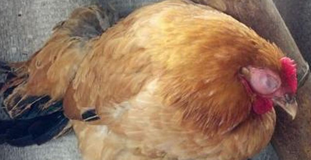 家禽鸡头肿用什么药好,鸡头肿大用什么药