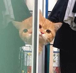 猫咪鼻子里的小知识,有关猫咪鼻子的小秘密