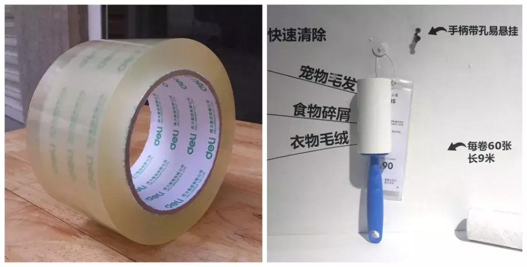 行走的蒲公英猫咪照片,行走的蒲公英猫品种