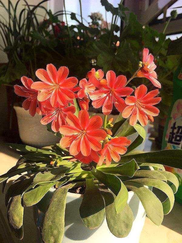 盆栽土壤杀虫的最好杀虫剂,盆栽杀虫杀菌营养液