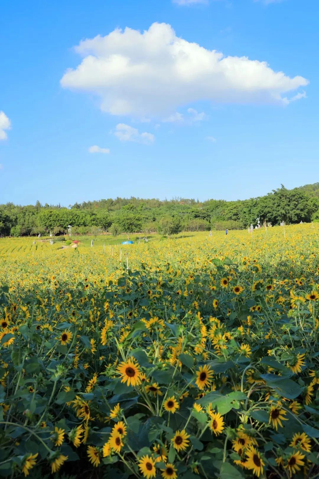 厦门香山有什么风景,厦门翔安必去8个景点香山