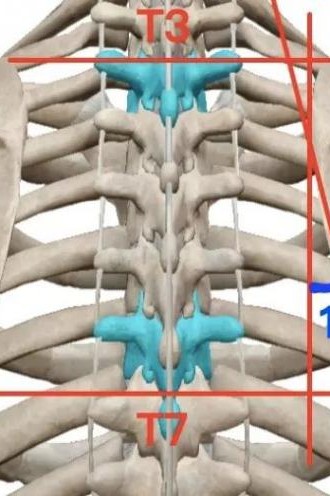 脊椎定位方法图解大全,脊椎定位
