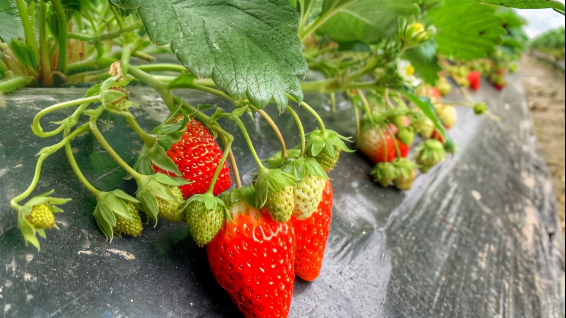 上海比较好的草莓园,上海名优草莓值得推荐