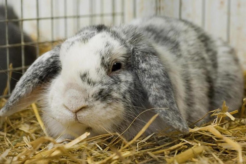 兔子歪头症是不是脑子有虫,兔子为什么老歪着头