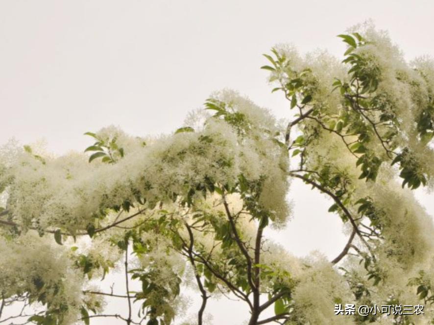 它的名字叫做六月雪，看似有着天大的冤屈，事实是你想多了