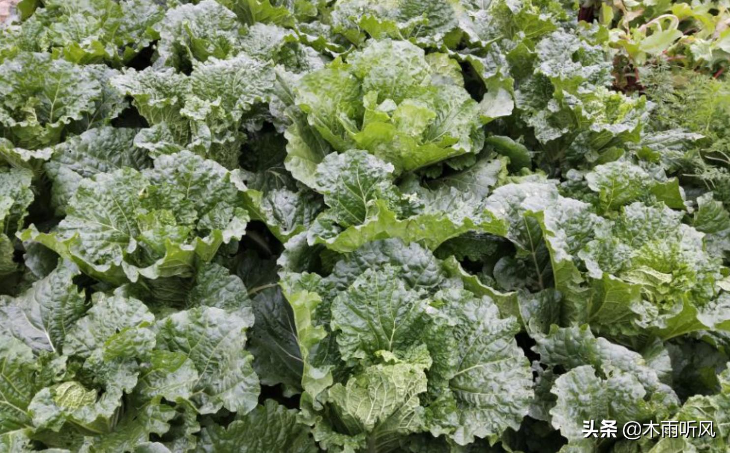白菜上面有青虫,打什么药好?