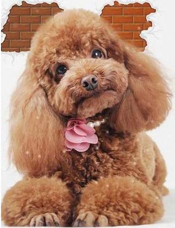 养泰迪的四大忌,不要养狗小心10种病