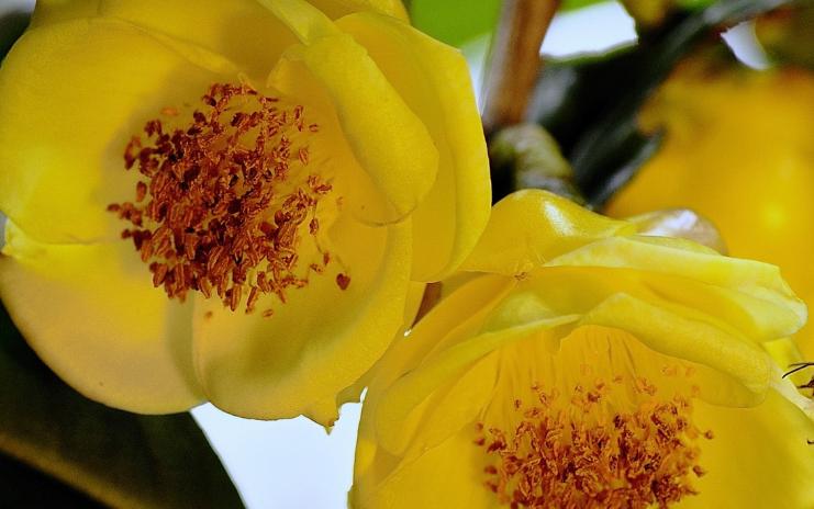 金花茶适合什么地方生长,野生金花茶与种植金花茶区别