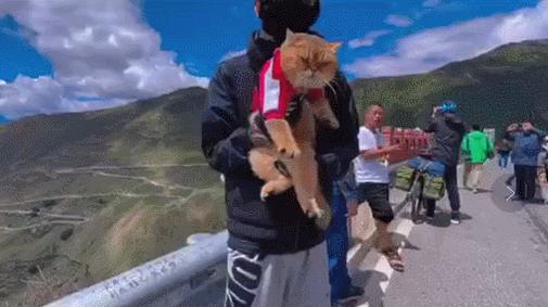 网红绑猫*藏西**骑行求关注,遭网友质疑回怼:比在家里刺激多了