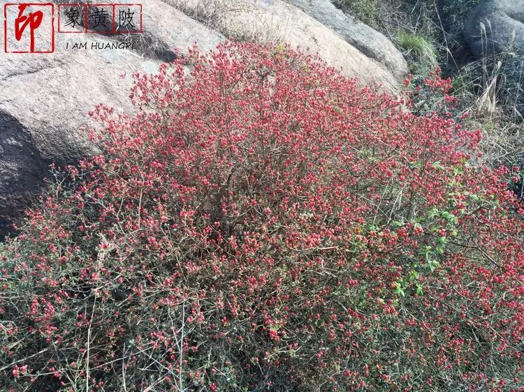 三月，畅攀武汉蔡店鹰嘴石