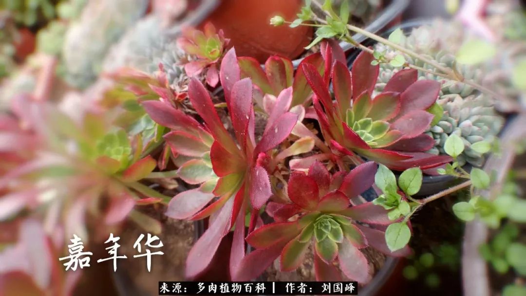 七百元打造的多肉王国，你还缺什么？
