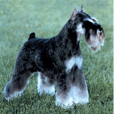 名犬排行榜杜宾,名犬排行榜捷克狼犬