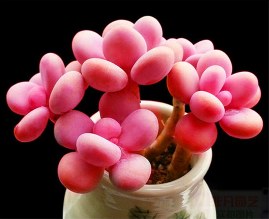 桃蛋叶片干瘪发软怎么办,桃蛋徒长叶片间距大怎么办