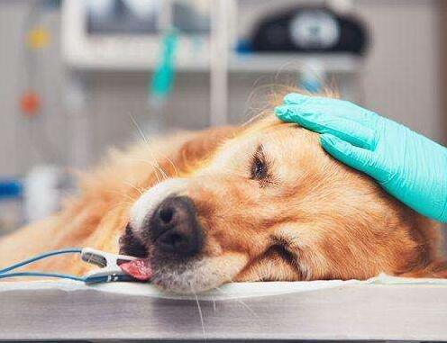 金毛狗排便特别臭怎么回事,金毛便便黑不成形