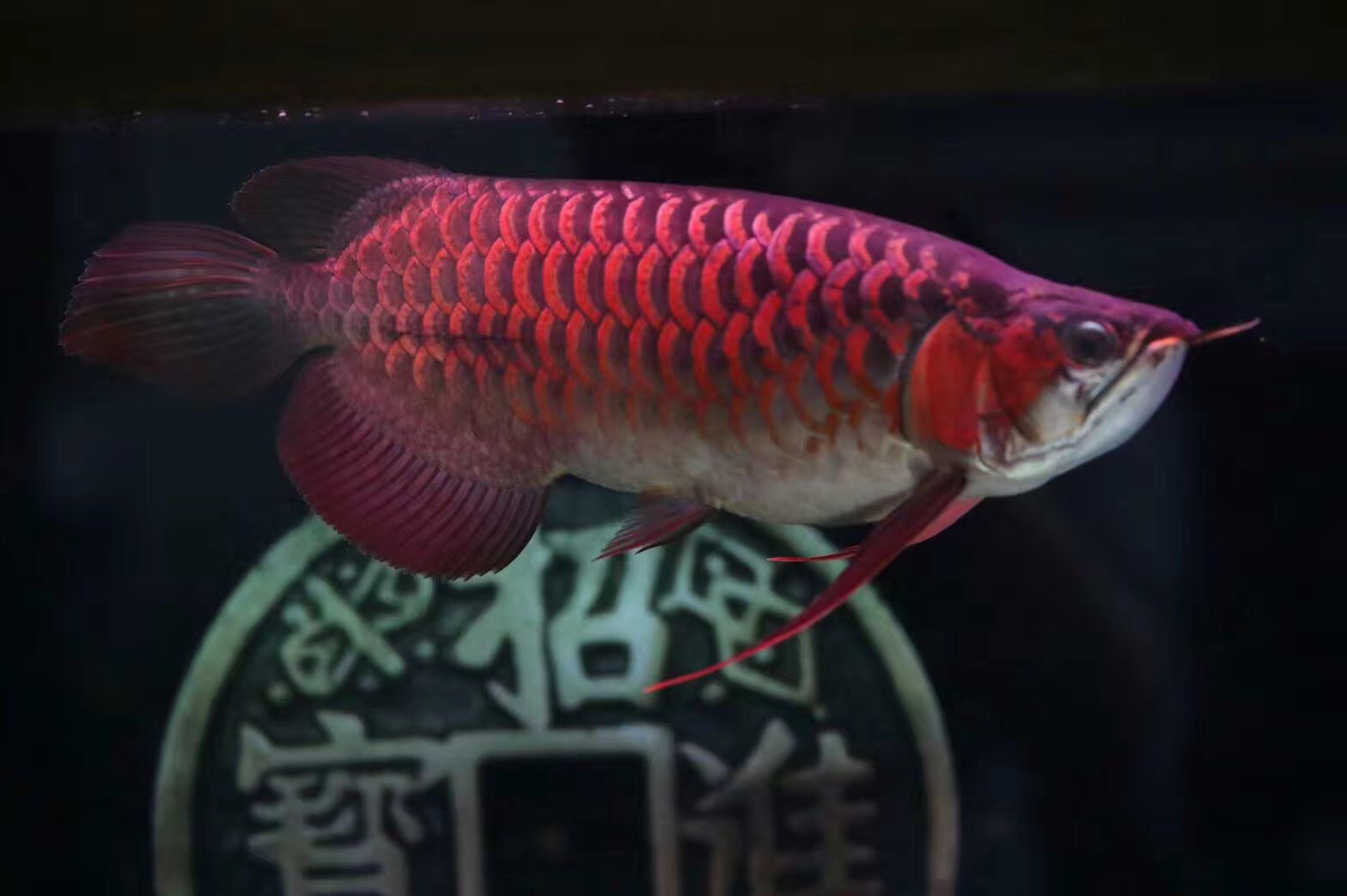 速倍妥硝化细菌什么颜色,速倍妥硝化细菌