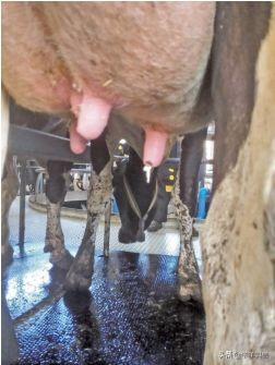 牛得了乳房炎能自愈吗,牛得乳腺炎症状有哪些