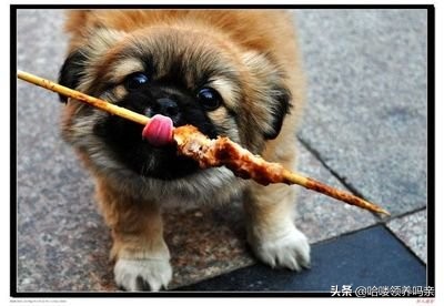 狗狗出现呕吐是什么原因造成的呢,狗狗呕吐的这4个原因