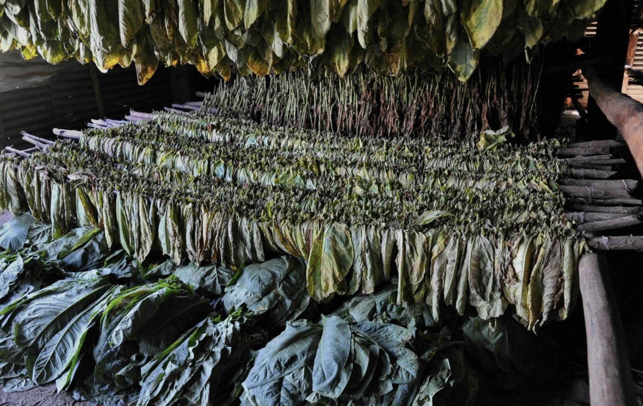 小猪说烟斗27:烟斗*草烟**-*草烟**主要原料