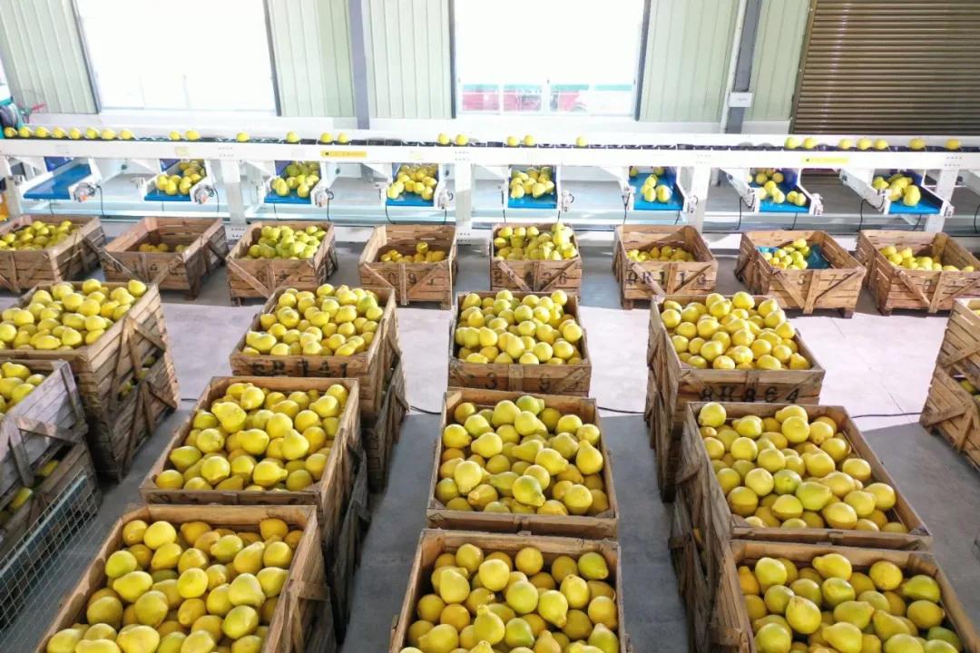 广西容县自良镇沙田柚种植户,广西容县自良镇沙田柚商会会长