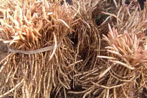 深山溪水野生鱼,农村老家小溪河野生鱼