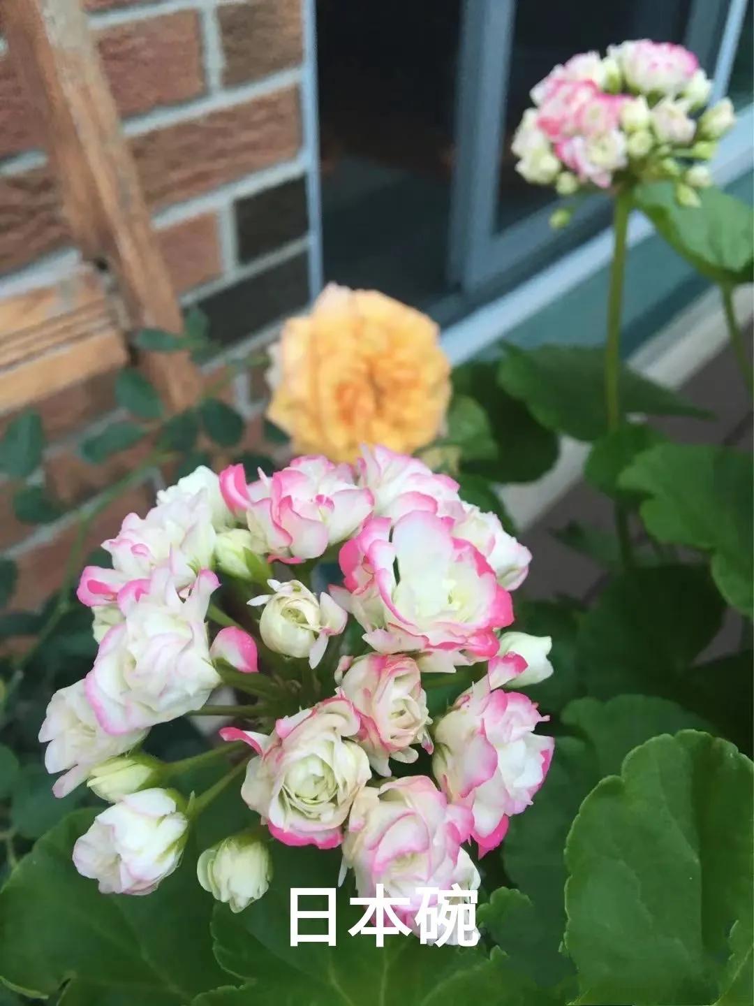 阳台天竺葵容易爆花品种,天竺葵最能开花的品种