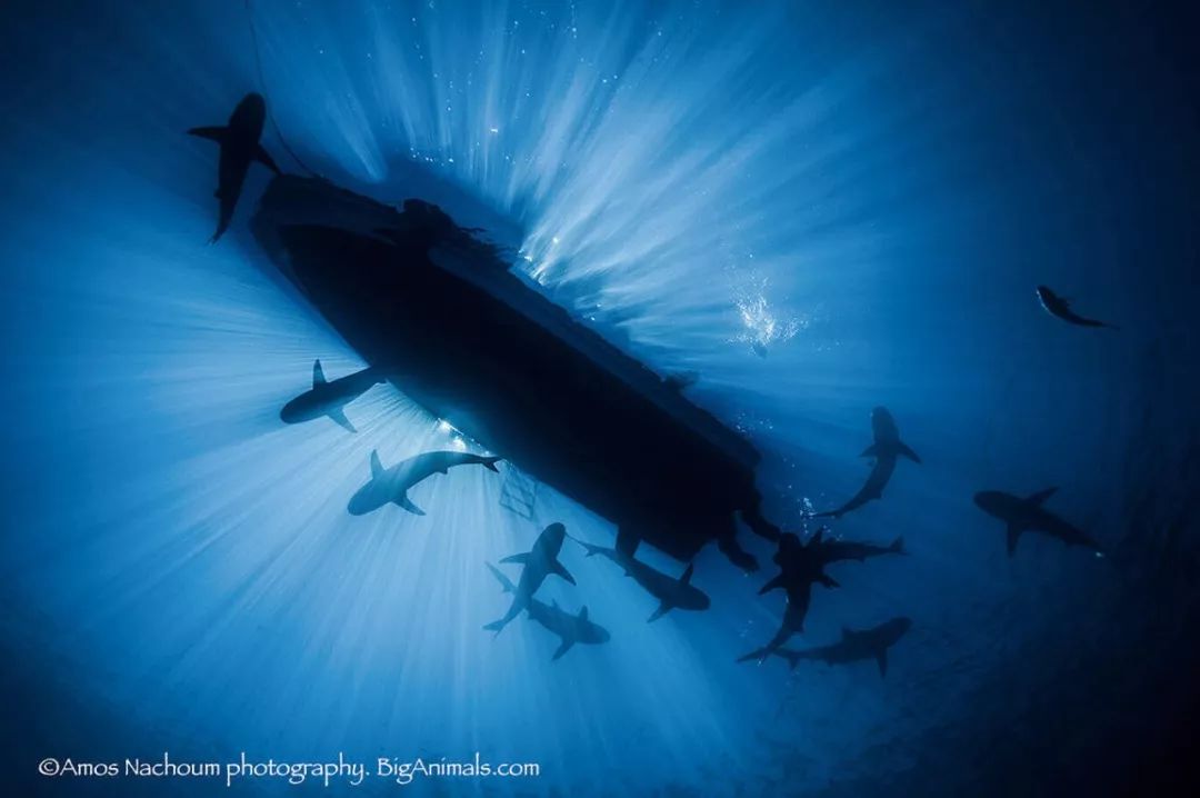 73岁老人被狼追杀,人类被鲨鱼猎杀的惊恐瞬间