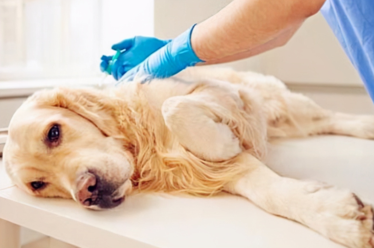 狗狗不喜欢狗粮是什么原因,狗狗总不爱喝水