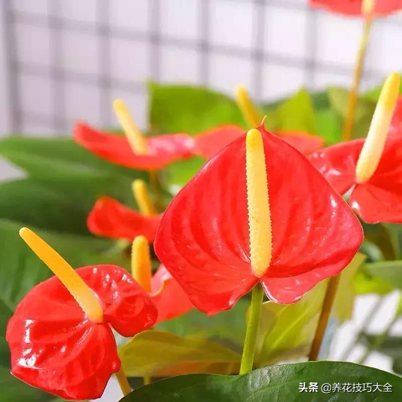 家里适合养几盆红掌,红掌养阳台招财吗