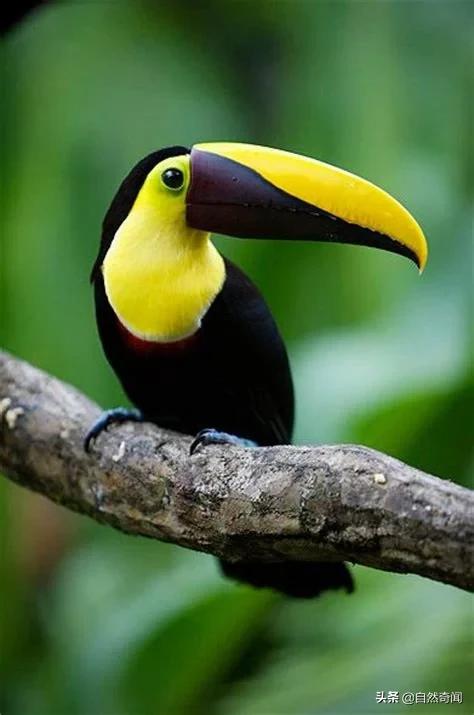 亚马逊十大凶猛植物,巴西亚马逊热带雨林动植物