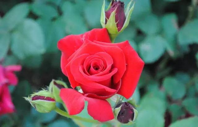 中国十大名花你认识几种呢,中国十大名花你喜欢哪种呢