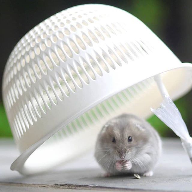 仓鼠走丢了该怎么找到它,仓鼠走丢了什么声音