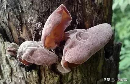 野生蘑菇是怎么长出来的,野生蘑菇是怎么样长出来的