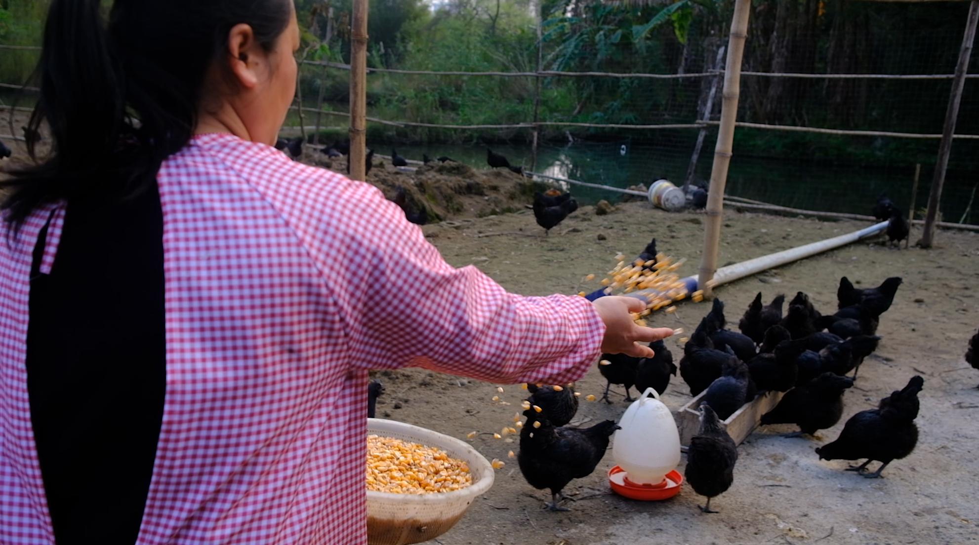 全身灰黑的鸟像鸡一样大不会飞,全身都是黑色的鸡