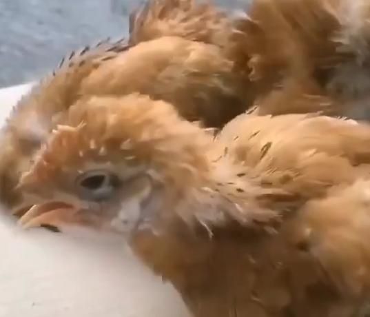 鸡咳嗽张嘴呼吸用什么药,鸡有呼噜声咳嗽是怎么引起的