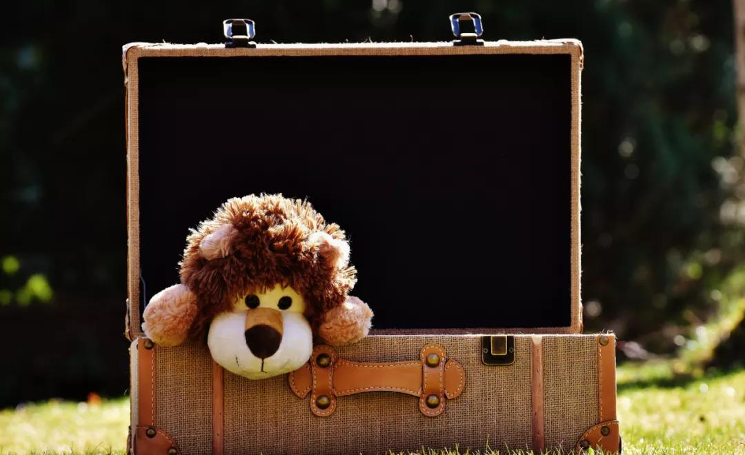 泰迪眼睑溃烂是什么原因,泰迪鼻子红肿流脓怎么回事