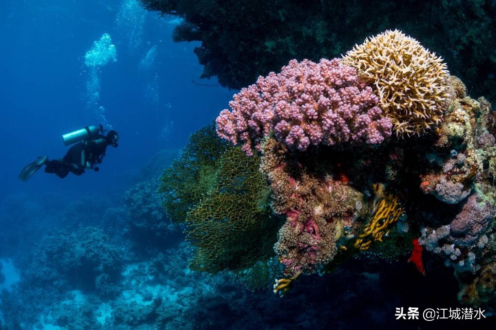 休闲水肺潜水与自由潜水的区别,休闲潜水常识有哪些