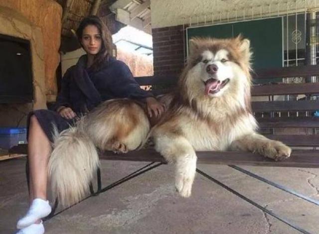 养阿拉斯加犬注意事项,饲养阿拉斯加注意事项