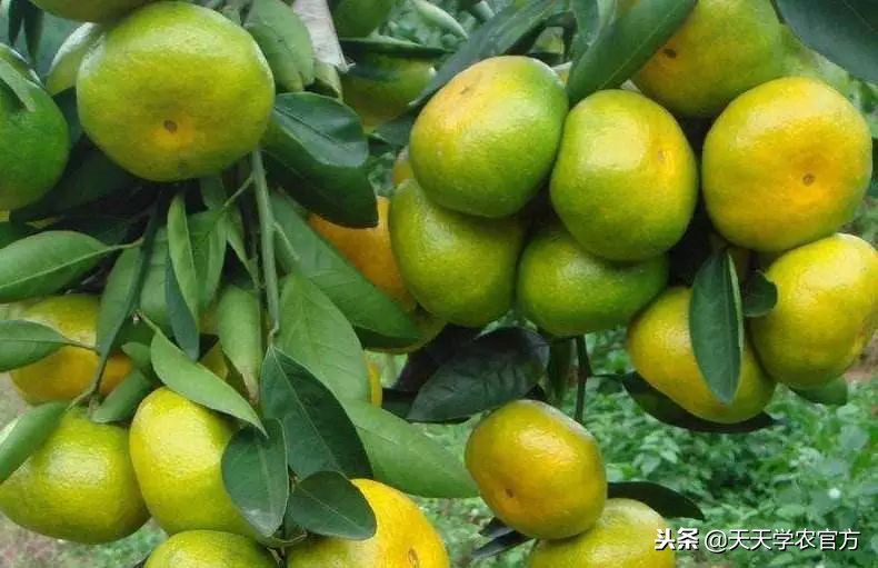 金秋砂糖桔的缺点,今年的金秋砂糖橘