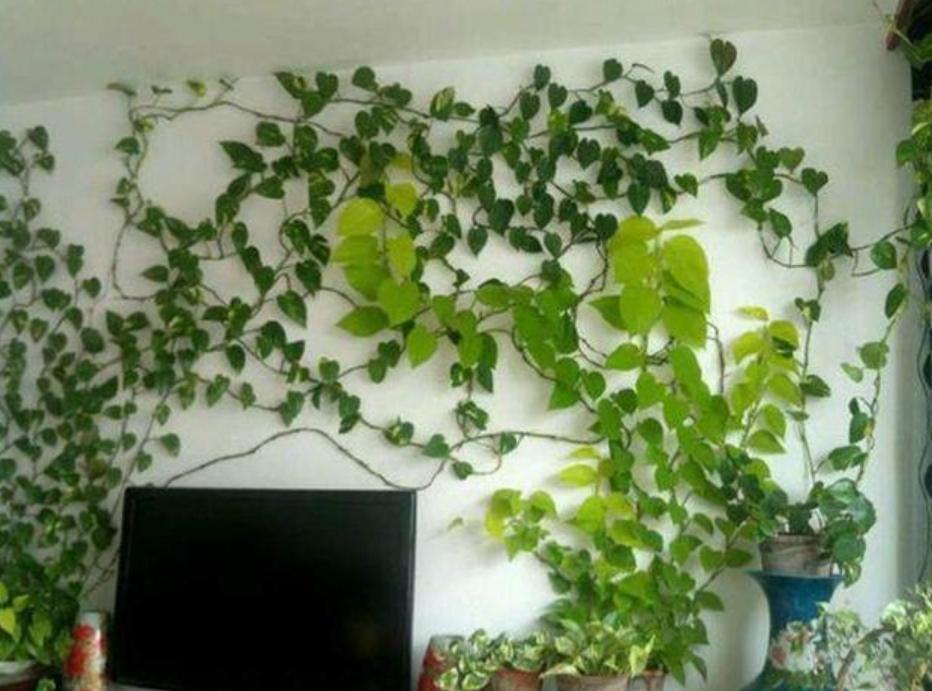 用这种“特效水”养绿萝吊兰,叶片绿油油,新芽蹭蹭长,不黄叶