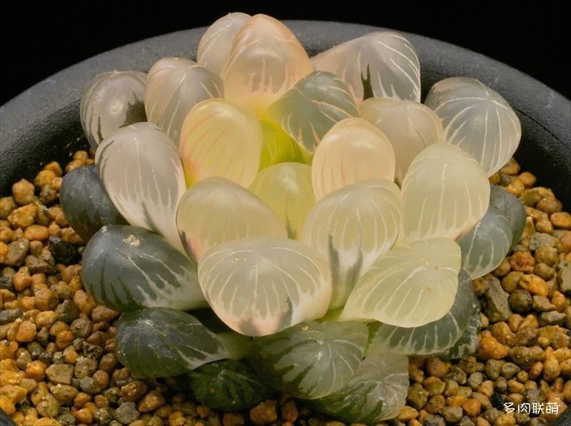 多肉玉露寿的品种图鉴,日本十大耐阴多肉