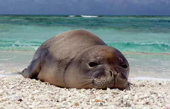 在吸引村上春树买房养老的海岛呆3天，马代帕劳在我心里降到第二