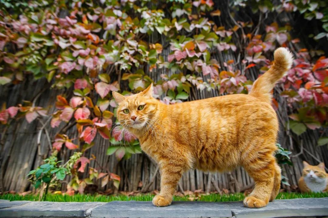 2019年掉缸事件,关于掉缸的事件